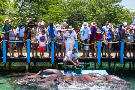 Tiburones-del-Oceanario-de-las-Islas-del-Rosario